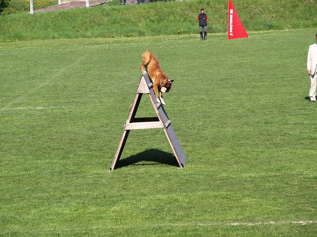 www.atibox.net * www.euroboxer.eu * www.boxergenealogia.eu
